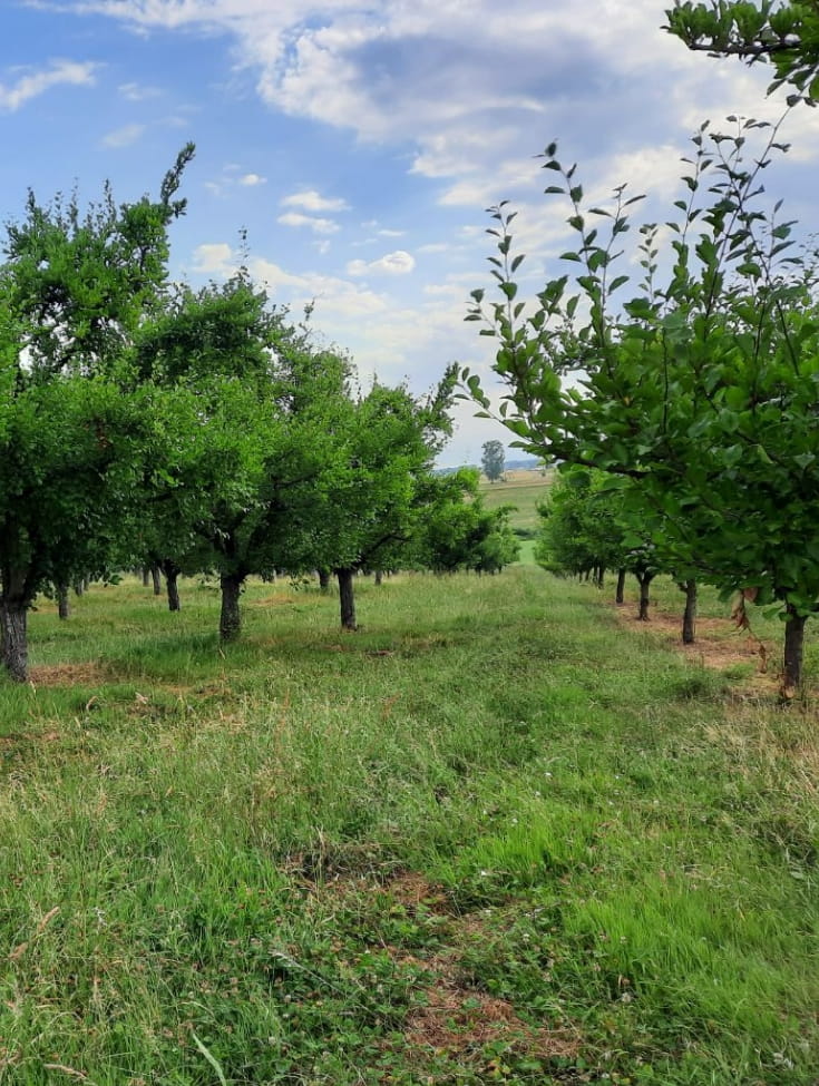 Process : De l’arbre aux pruneaux d’Agen