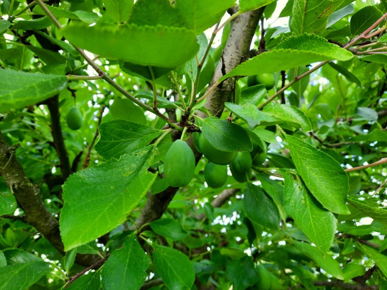 La récolte des prunes d'ente